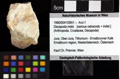 Foto (Objket + Etiketten) von Decapoda indet. 